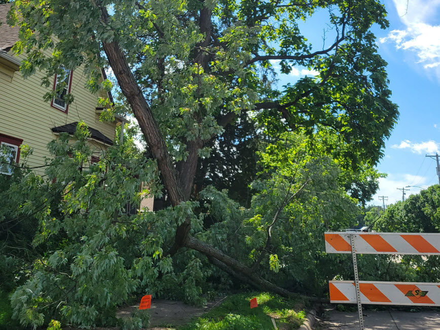 Tree crossing sidewalk in South Minneapolis Tree crossing sidewalk in South Minneapolis